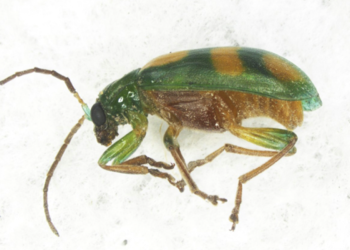 Detectan plaga inusual en cargamento de palmas en Texas